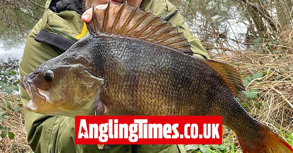 One of the biggest river perch ever landed in the UK | Angling Times