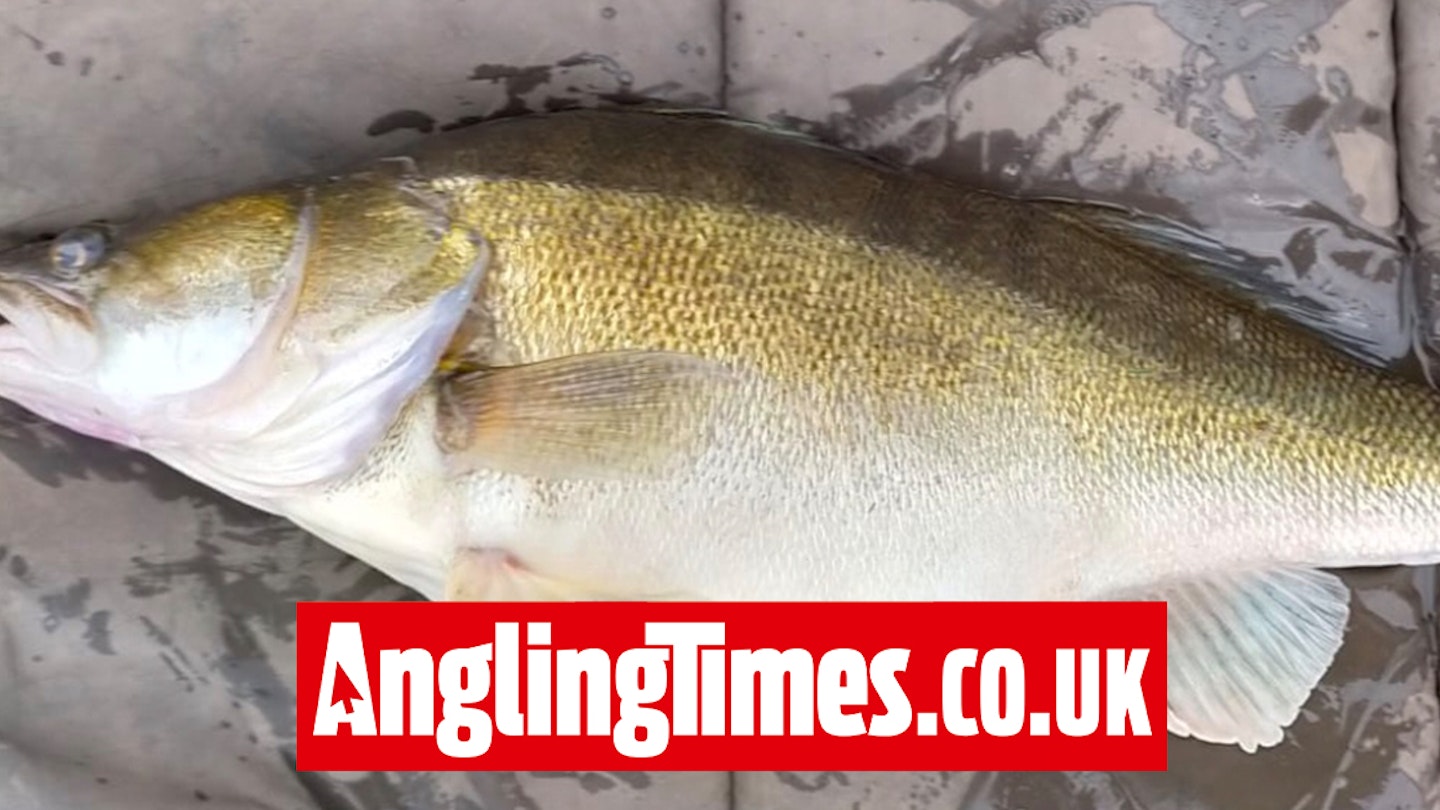 Britain's third-biggest zander banked from the Trent near close of the season