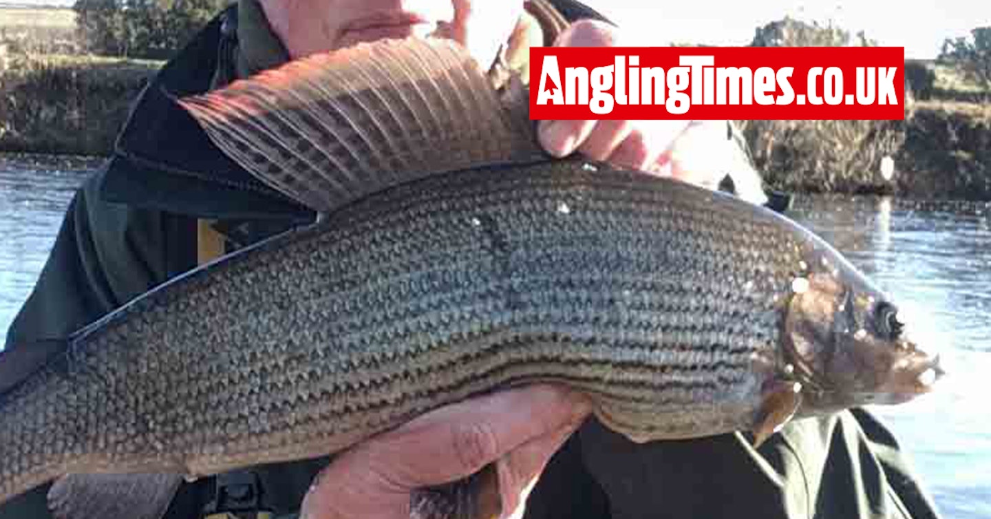 Scottish grayling is a 'dream' fish