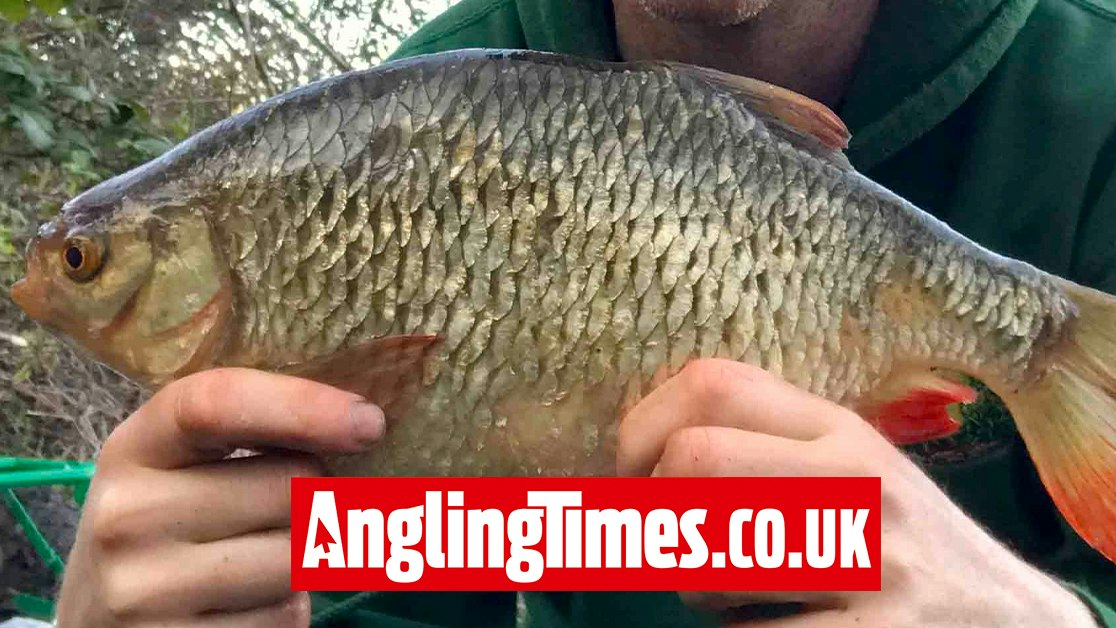 Rudd Large First big rudd of the season landed! | Angling Times
