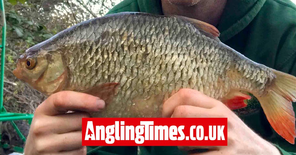 First big rudd of the season landed! | Angling Times