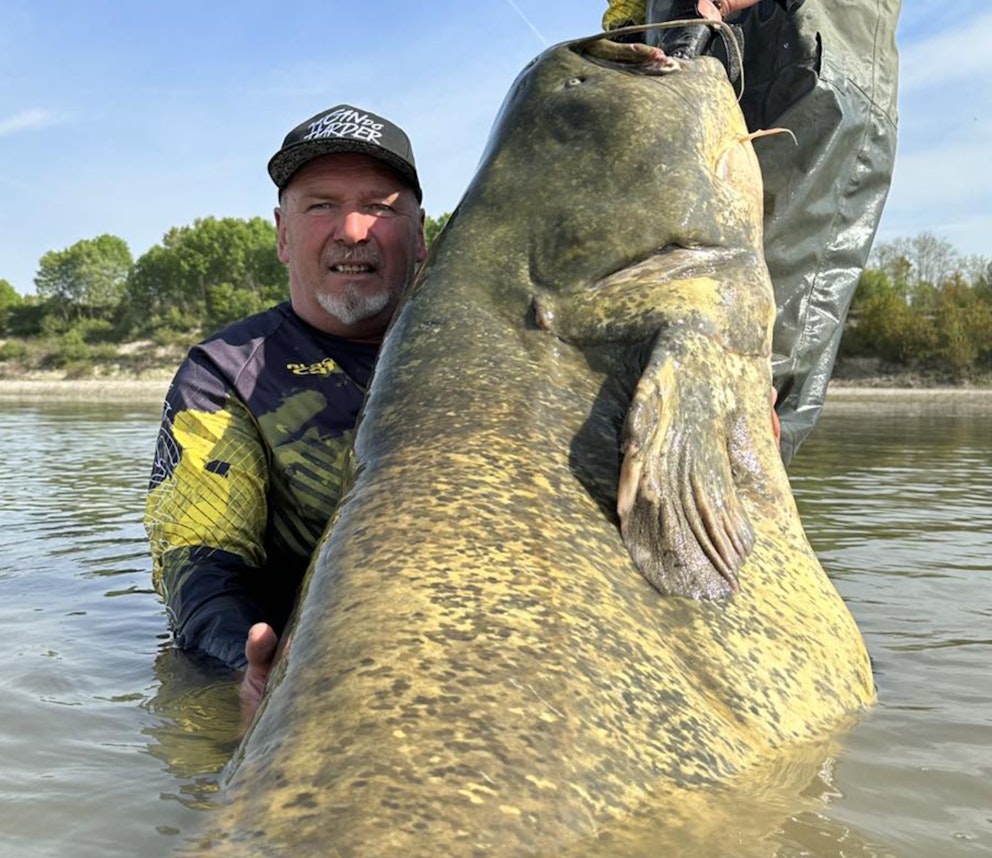 World record catfish beaten by 1cm! Angling Times