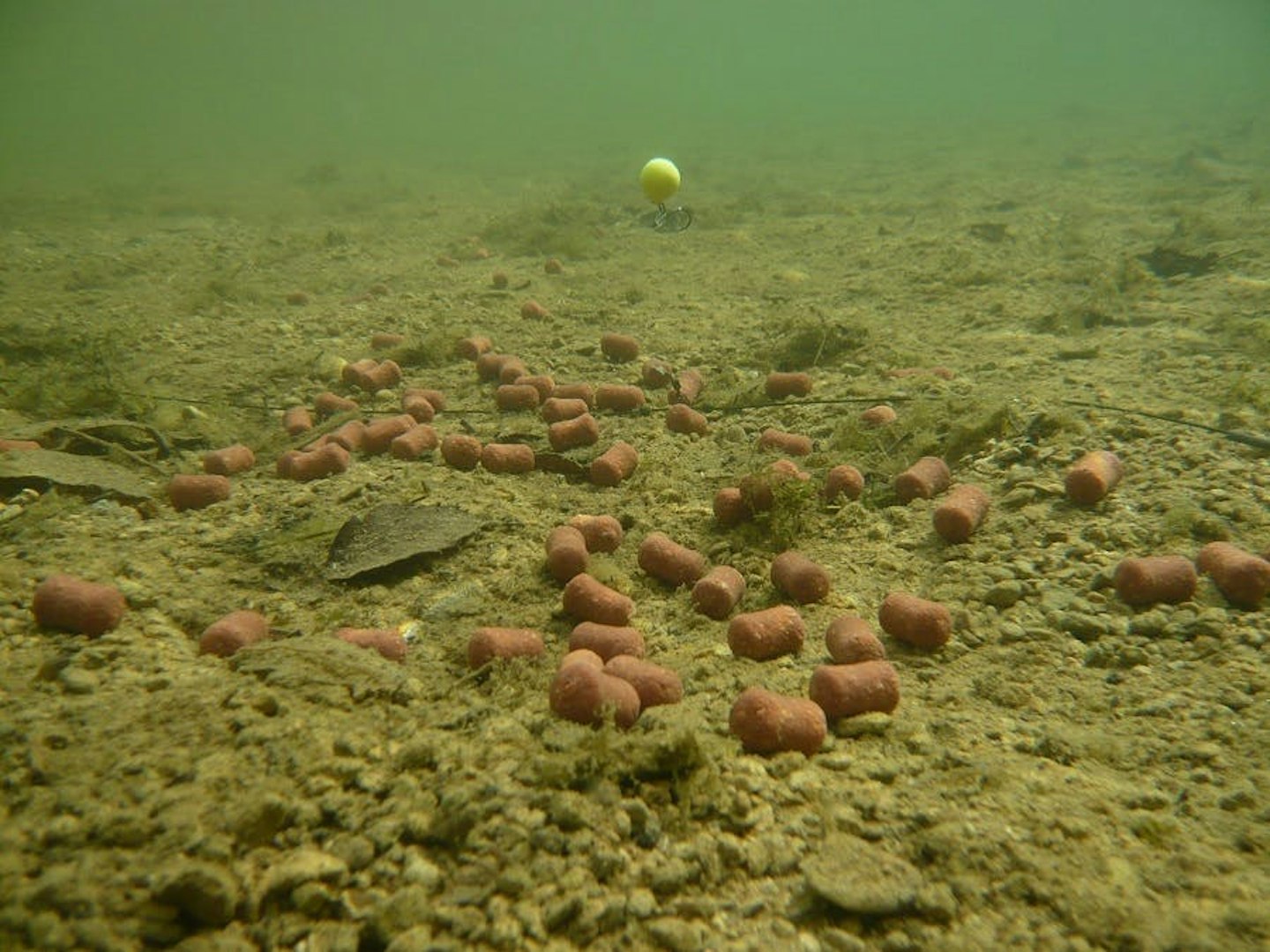 Boilies fall in tight piles when spodded out.