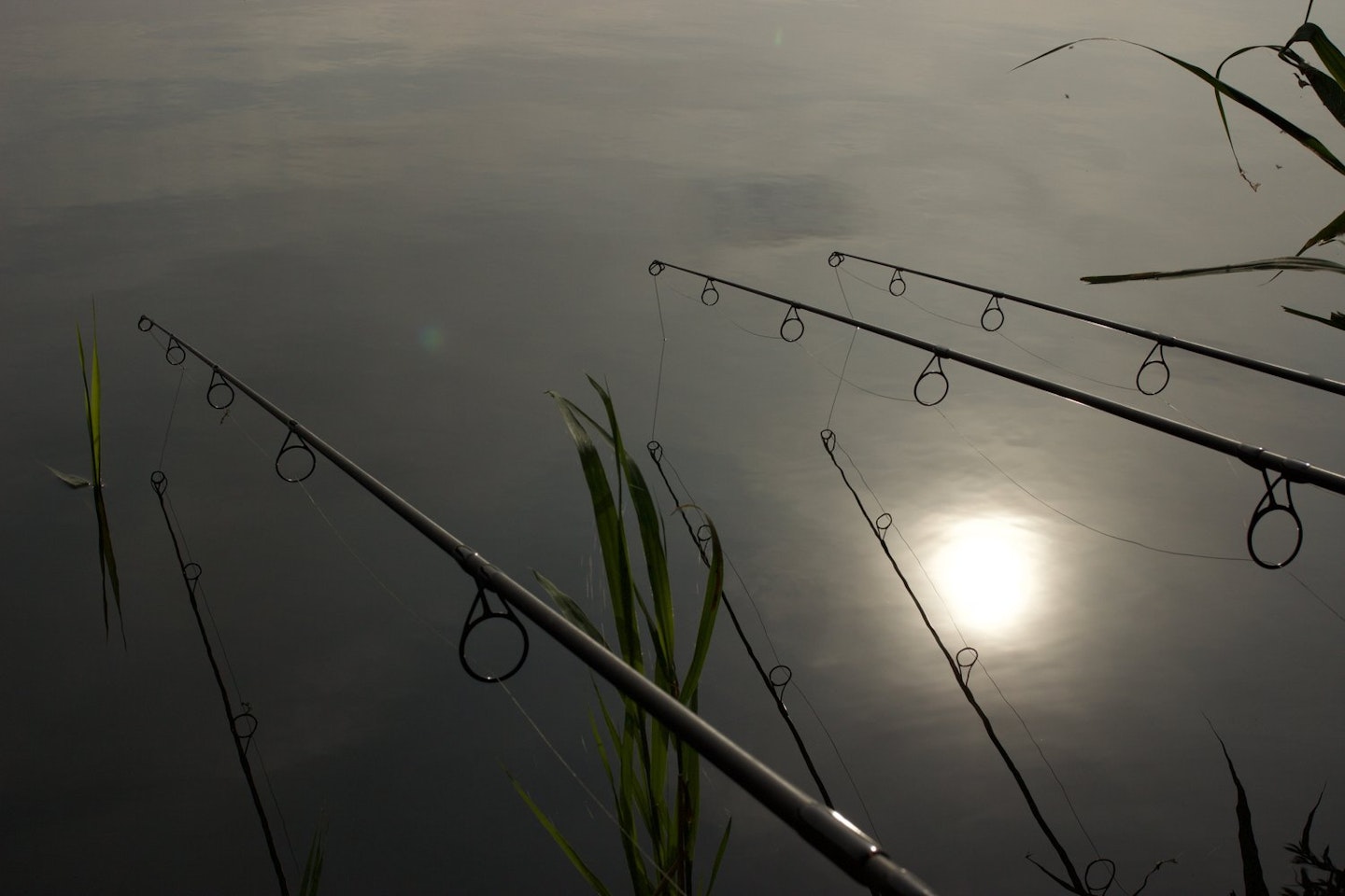 When is the best time to fish for carp?