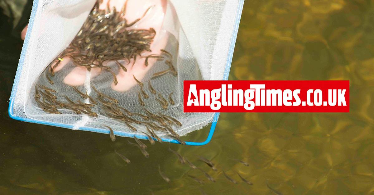 455,439 fish stocked into UK waters by EA | Angling Times