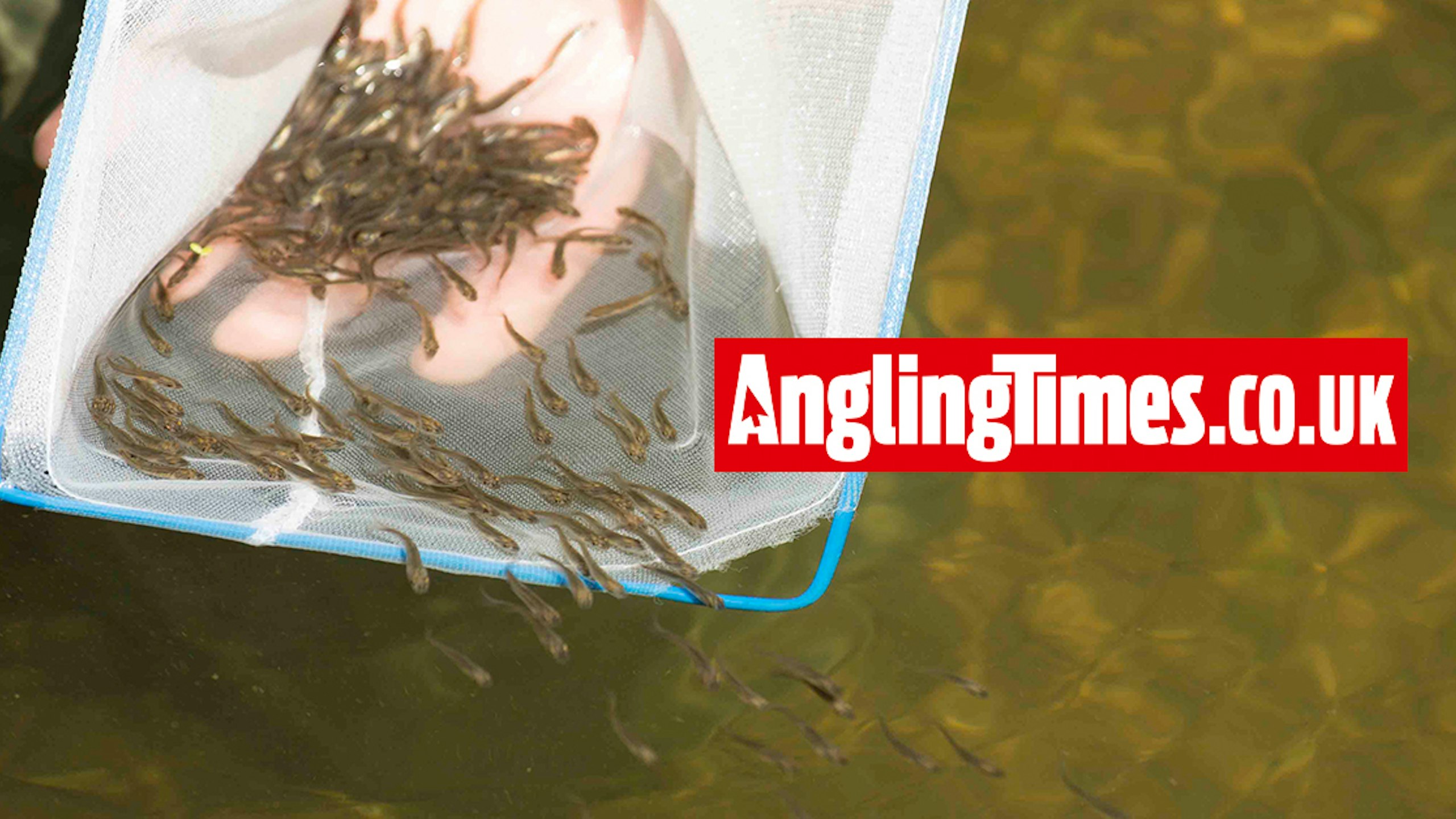 455,439 fish stocked into UK waters by EA
