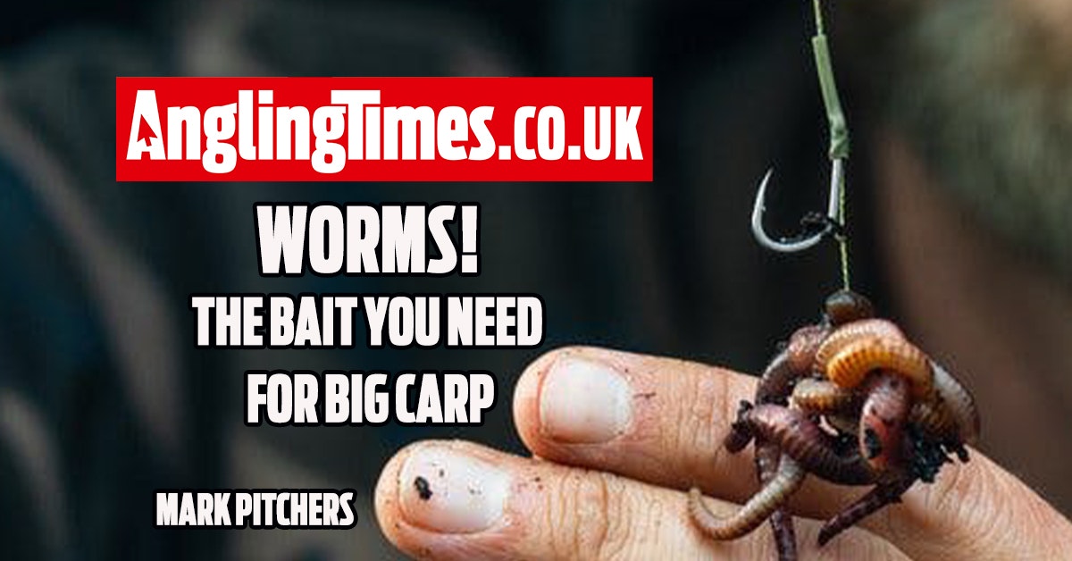 How to fish worms for big carp – Mark Pitchers