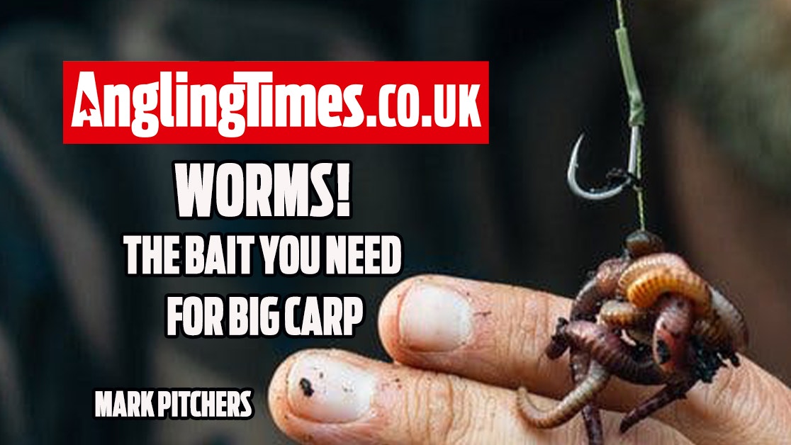 Where To Find Red Wigglers