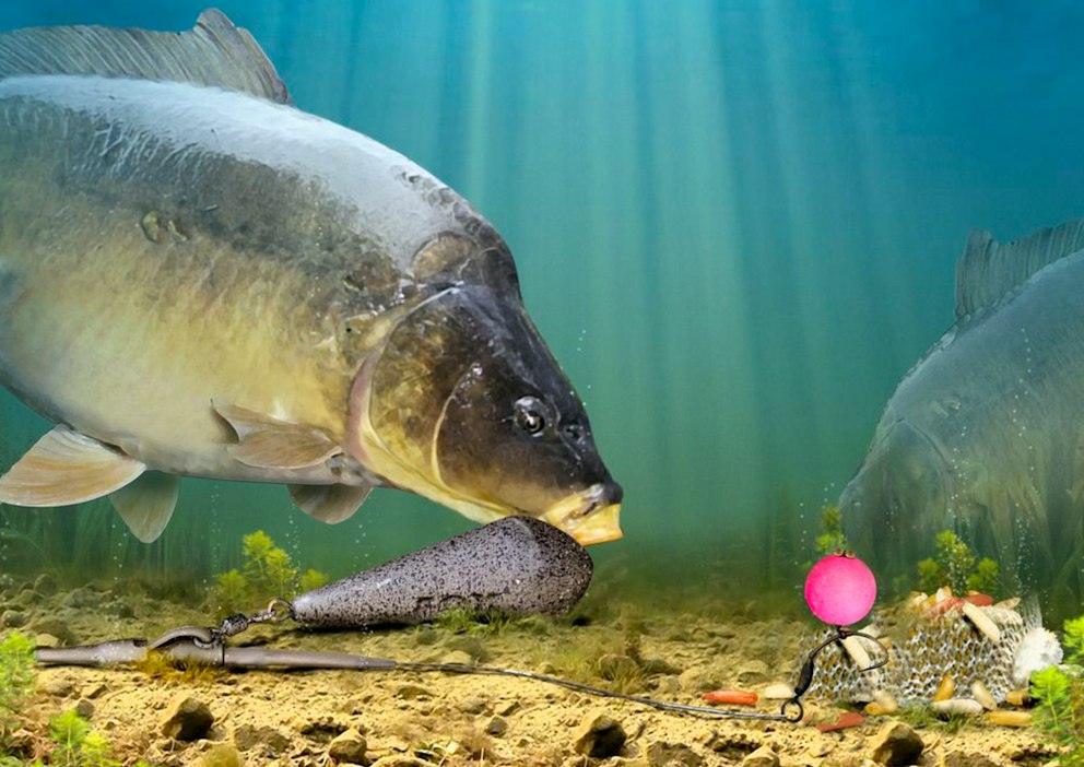 The only carp rigs you’ll ever need! | Angling Times
