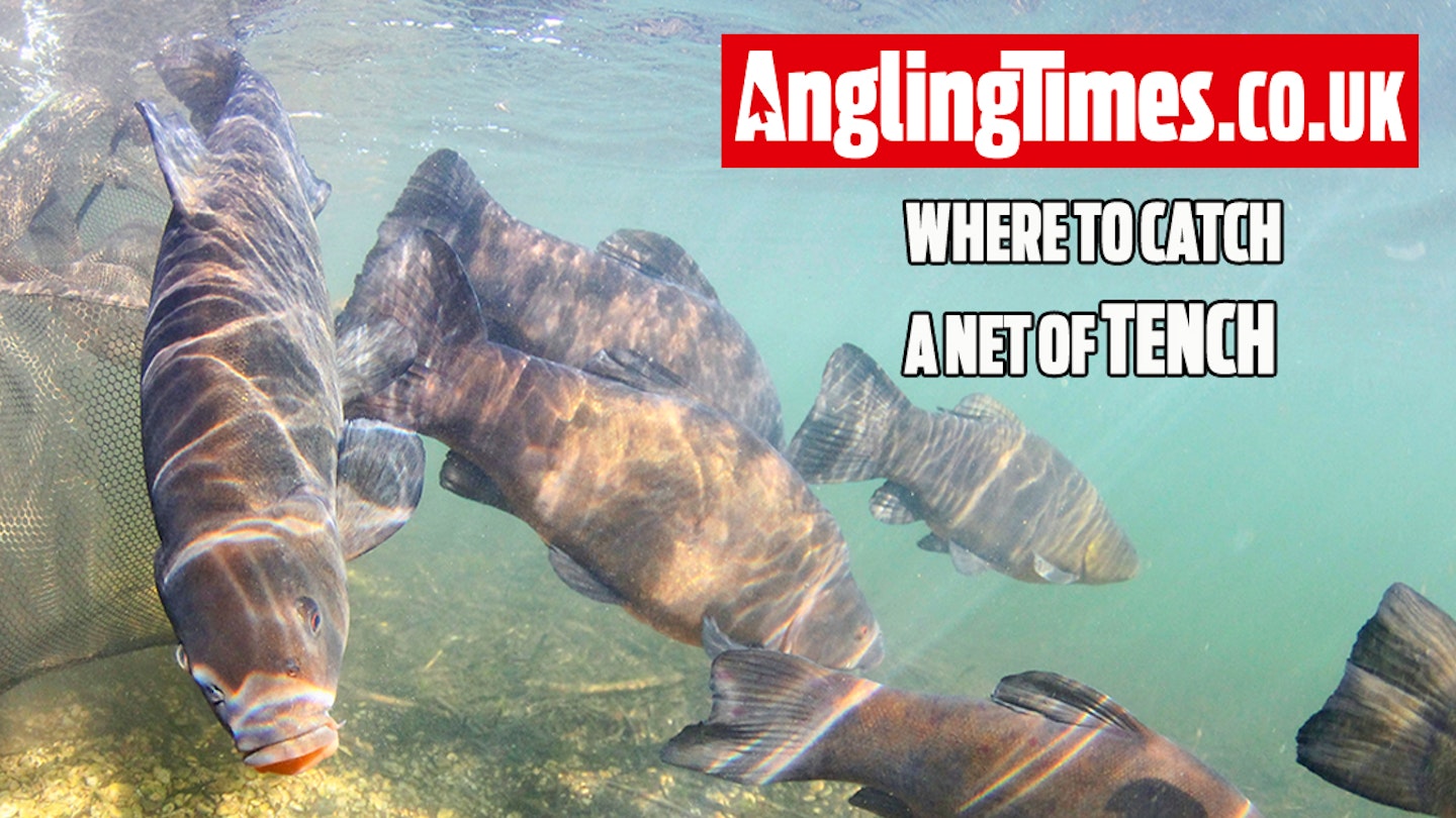 Fishing near me: Where to catch a net of tench