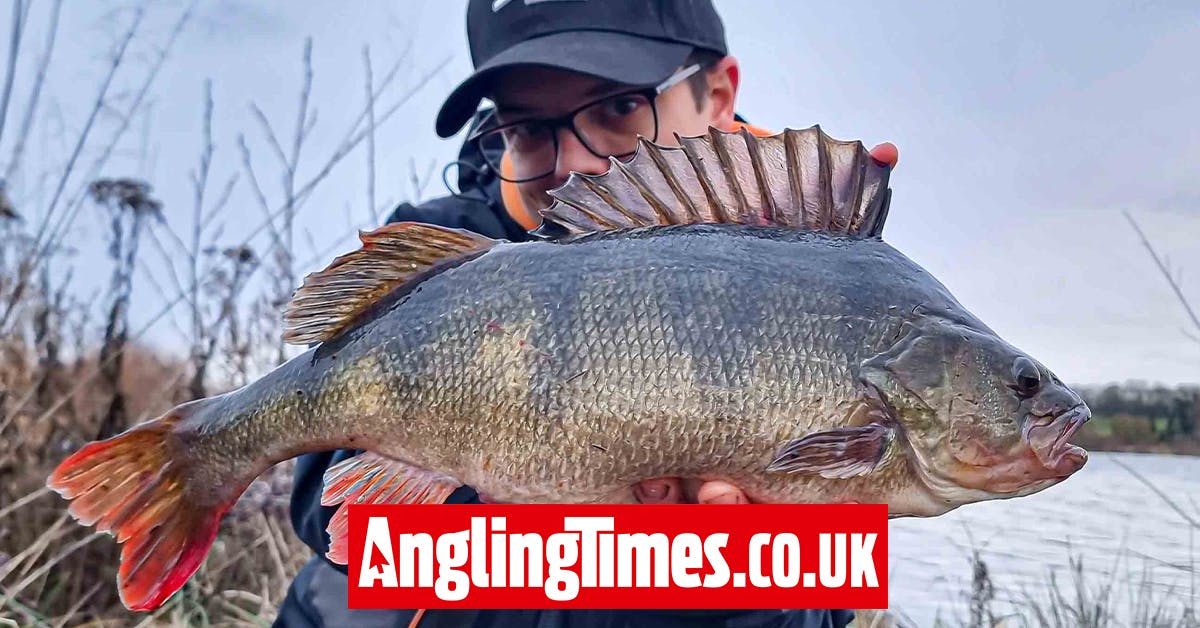 Only bite of the trip is a monster gravel pit perch Angling Times