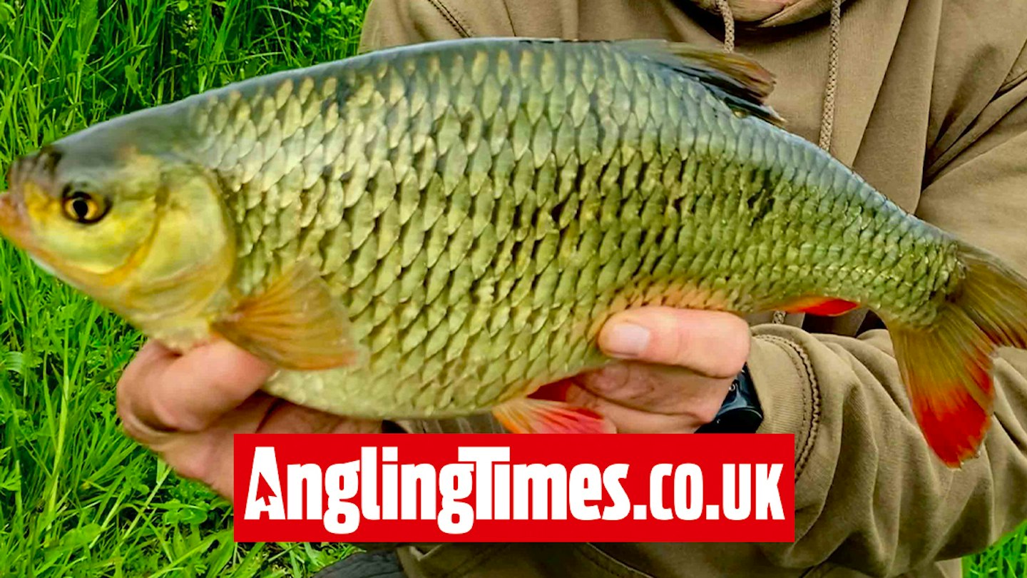 Rudd Large Massive Yorkshire rudd takes ‘boosted’ maggots | Angling Times