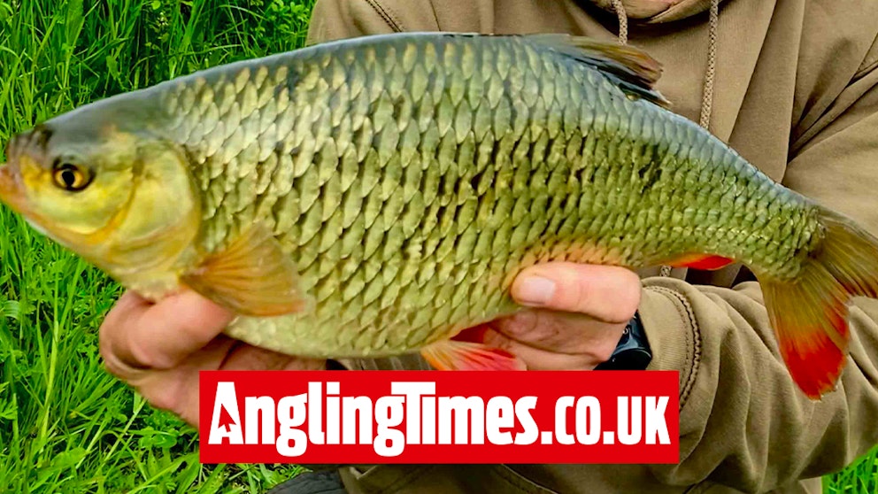 Massive Yorkshire rudd takes ‘boosted’ maggots | Angling Times