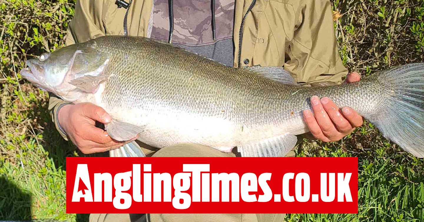 Britain's biggest-ever canal zander landed