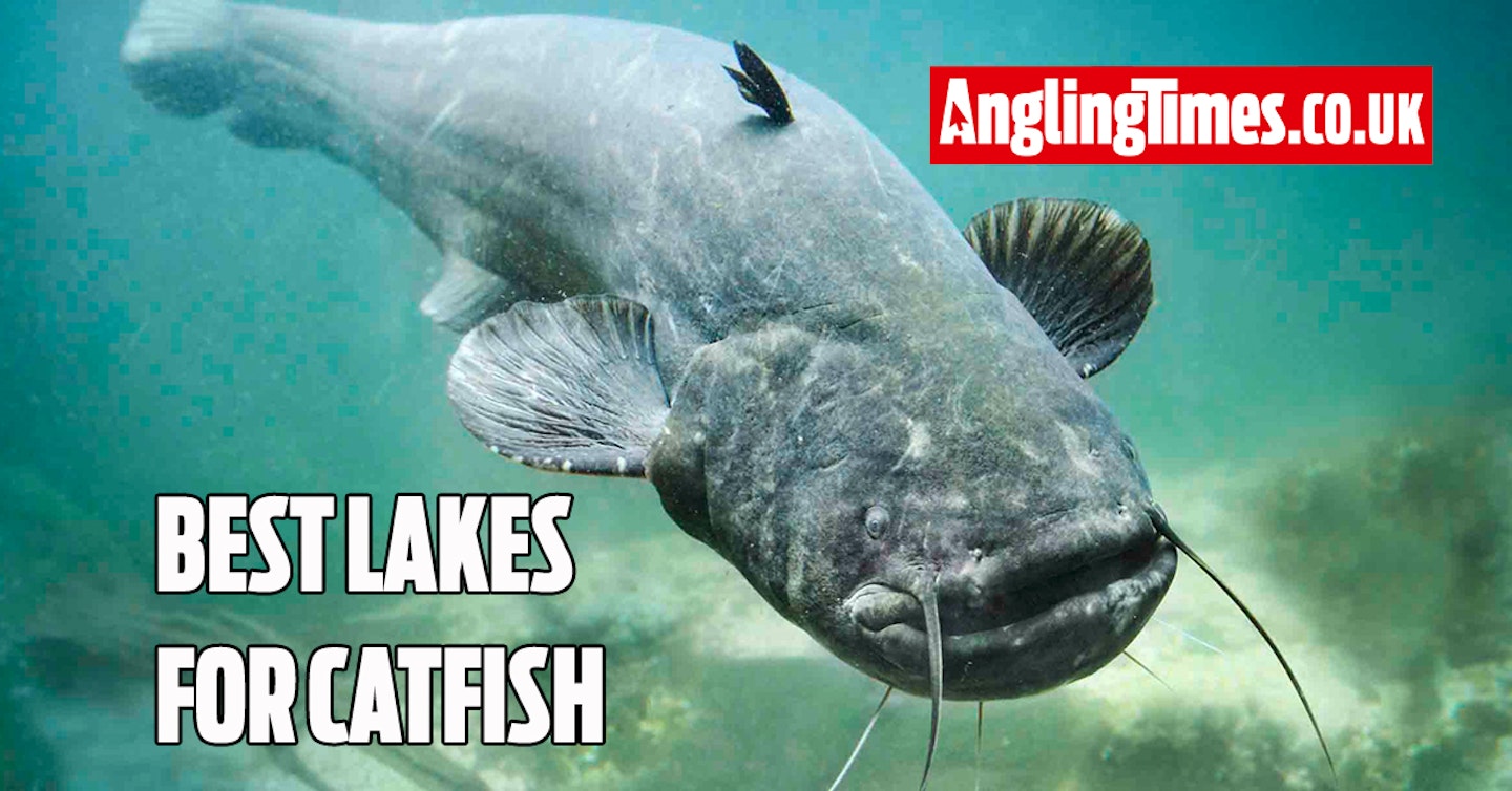 Fishing near me: Best lakes for catfish UK