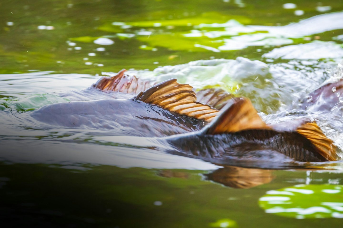 Spawning Def Fish Spawning Signs Every Angler Should Know