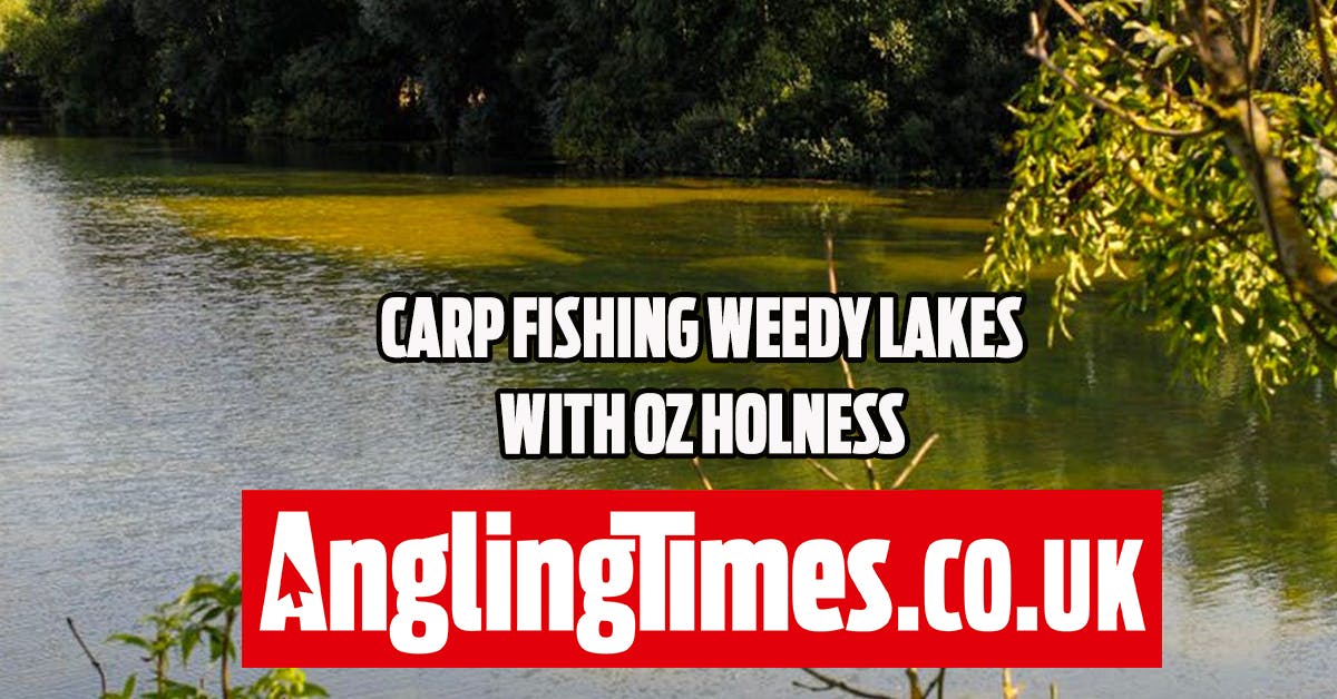 Where to fish on lakes covered in lowlying weed Oz Holness Angling Times