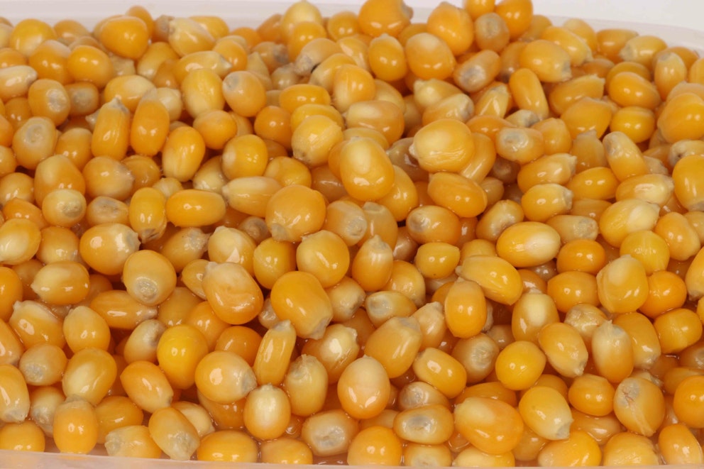 The best particle baits for carp fishing and how to use them Angling