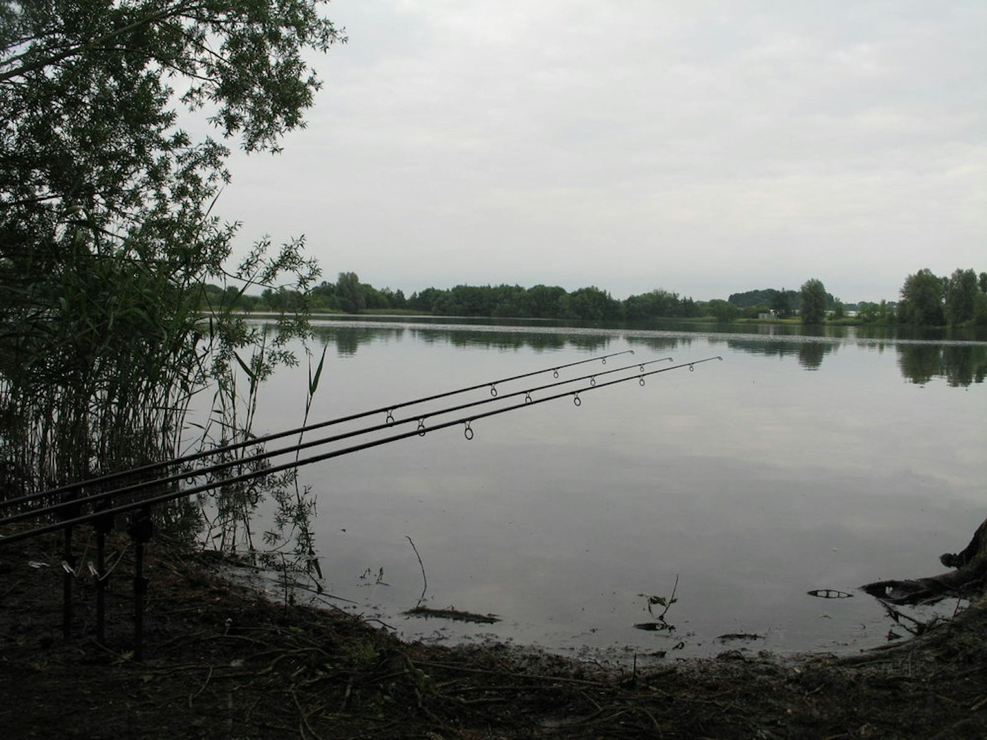 Looking out from the Nene bank