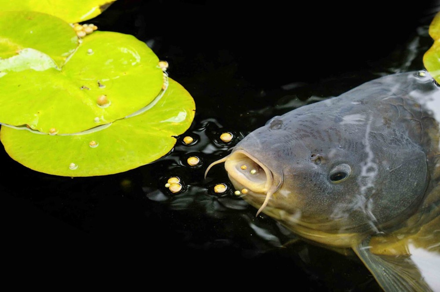 fishing at close quarters can help you target individual fish.