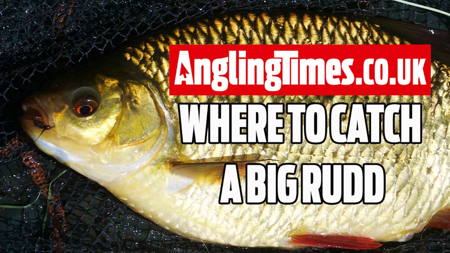 Fishing near me: Where to catch your first 2lb rudd