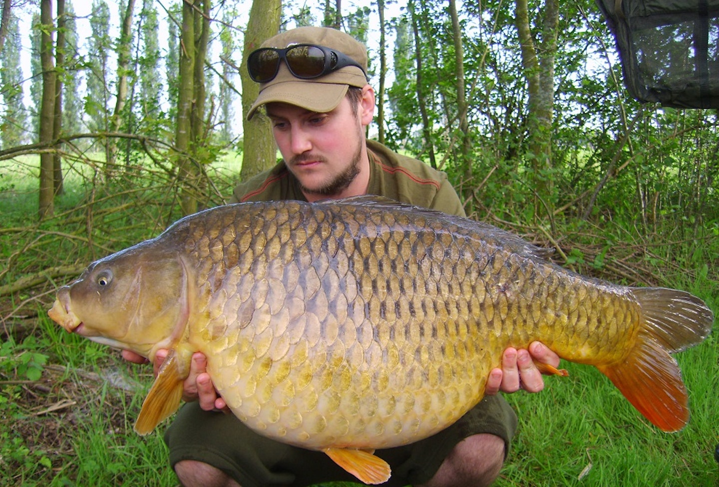 A 30lb common