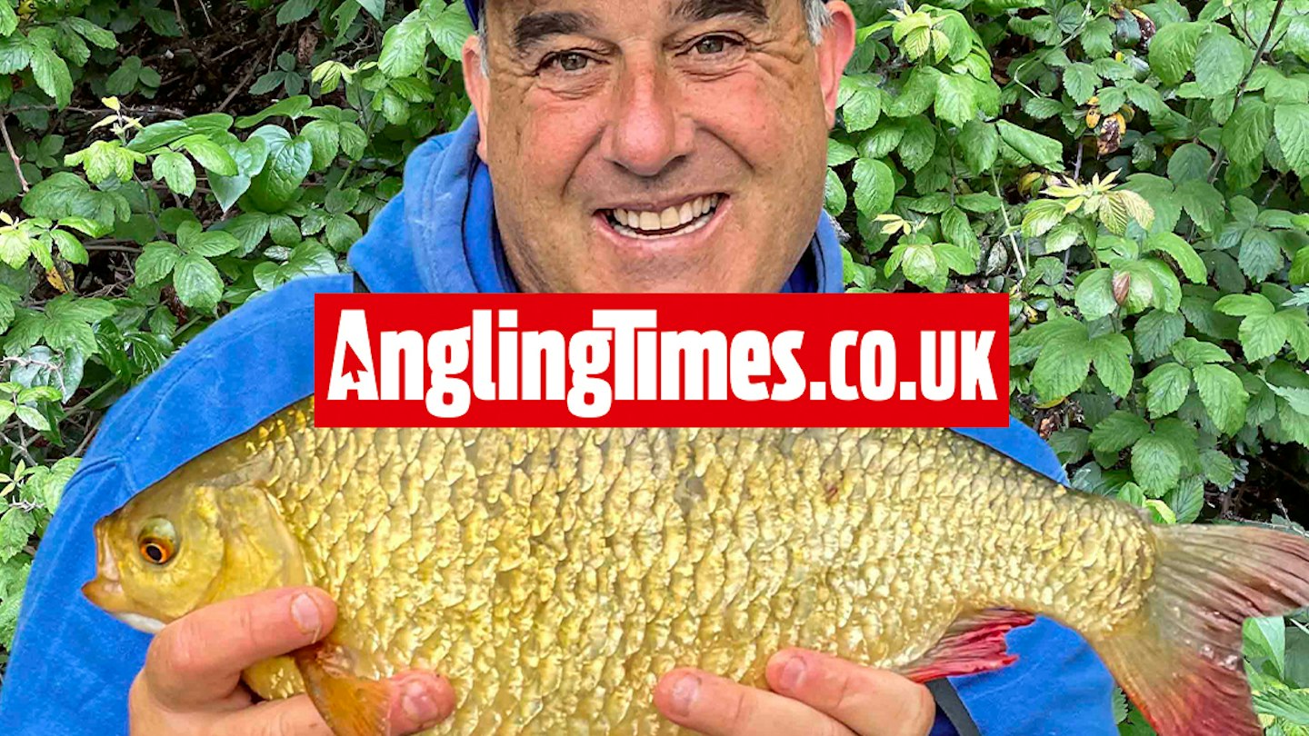 Rudd Large Huge rudd on the method feeder | Angling Times