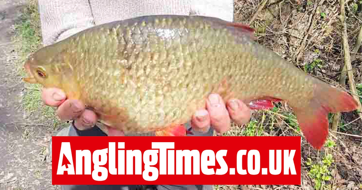 Angler 'does not want record' after catching monster 5lb-plus rudd