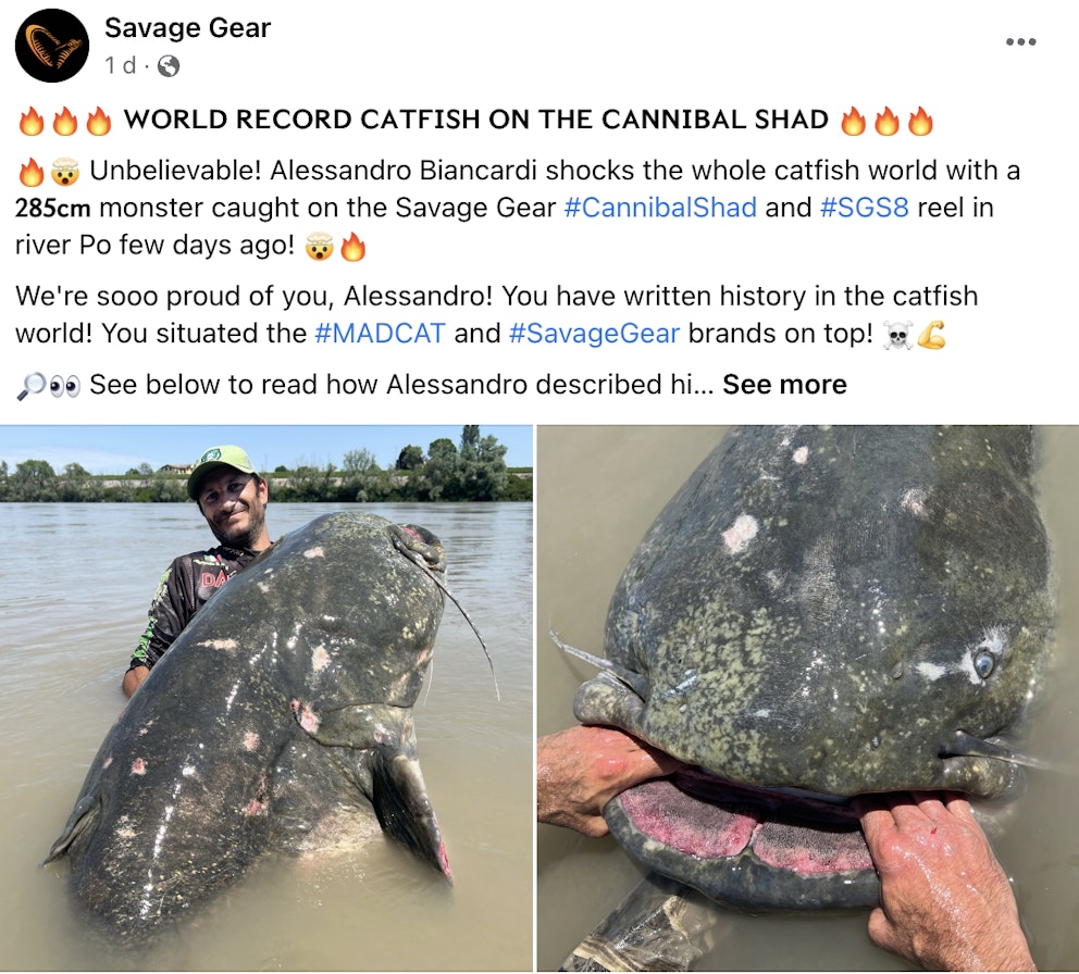 World record catfish banked on 15cm lure! Angling Times