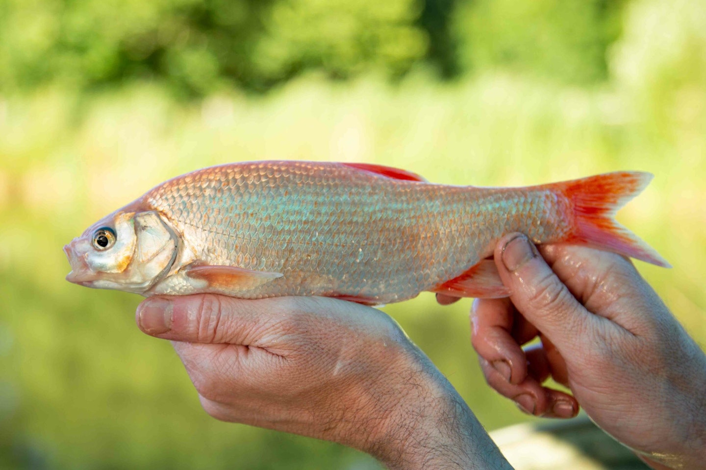 Golden orfe.