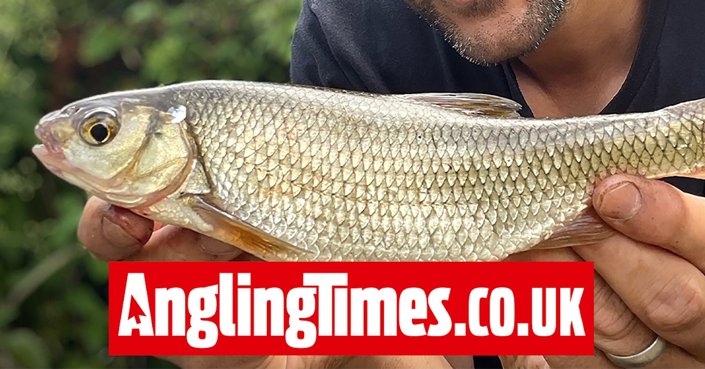 Spectacular 1lb dace beats the minnows to angler's bait