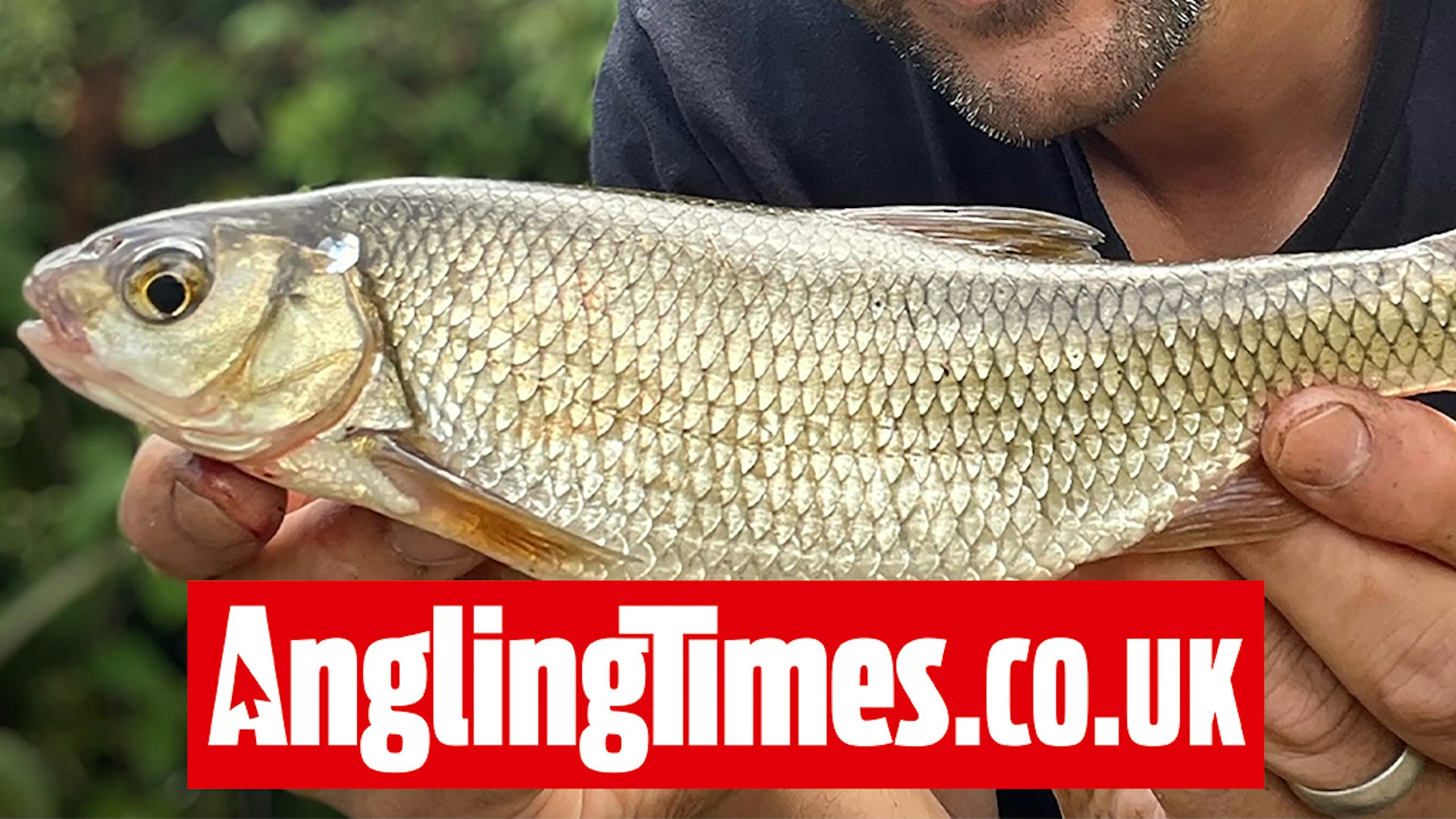 Spectacular 1lb dace beats the minnows to angler's bait