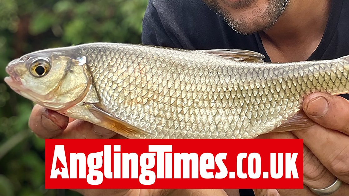 Spectacular 1lb dace beats the minnows to the bait | Angling Times