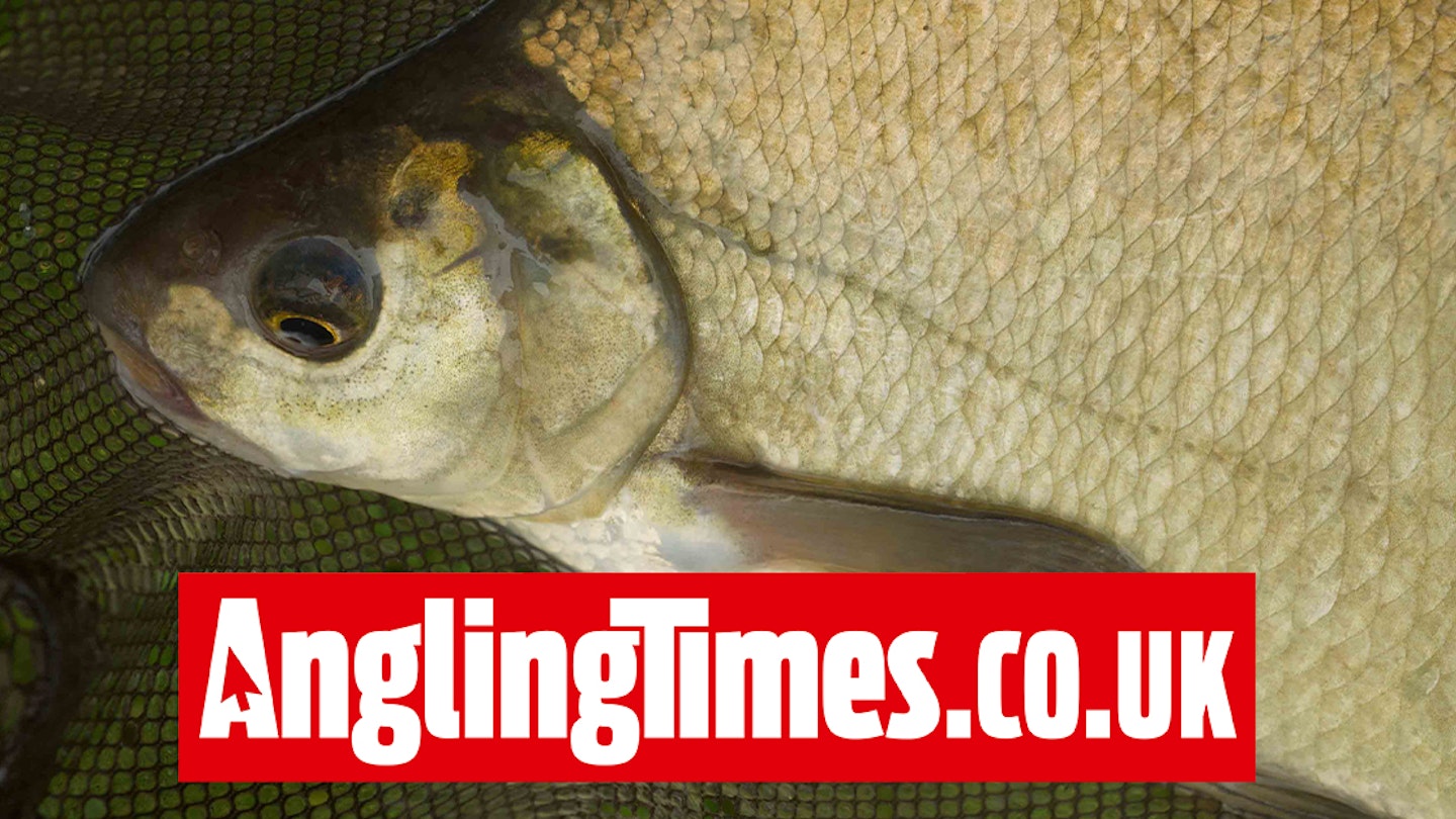Over 300lb of bream landed in phenomenal river fishing match