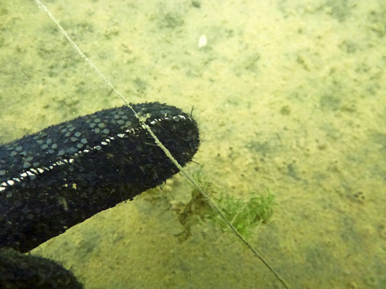 Carp Fishing Mainlines Braid vs Mono vs Fluoro Rob Hughes Angling