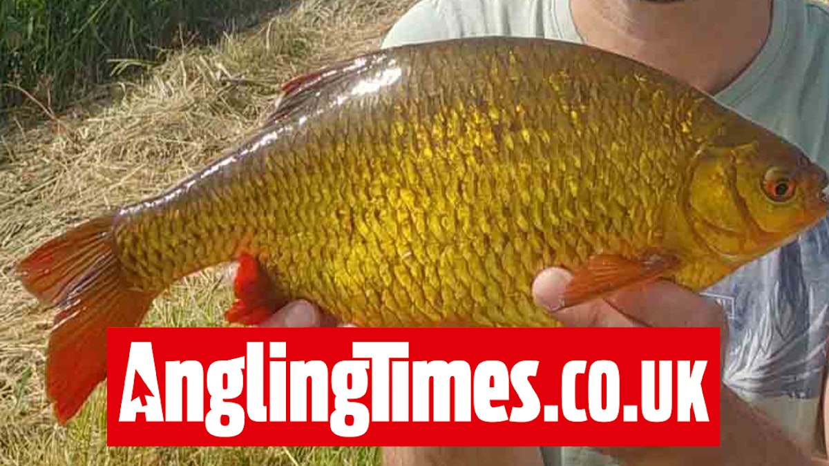 Big Fenland rudd the result of four miles walking and fishing | Angling ...