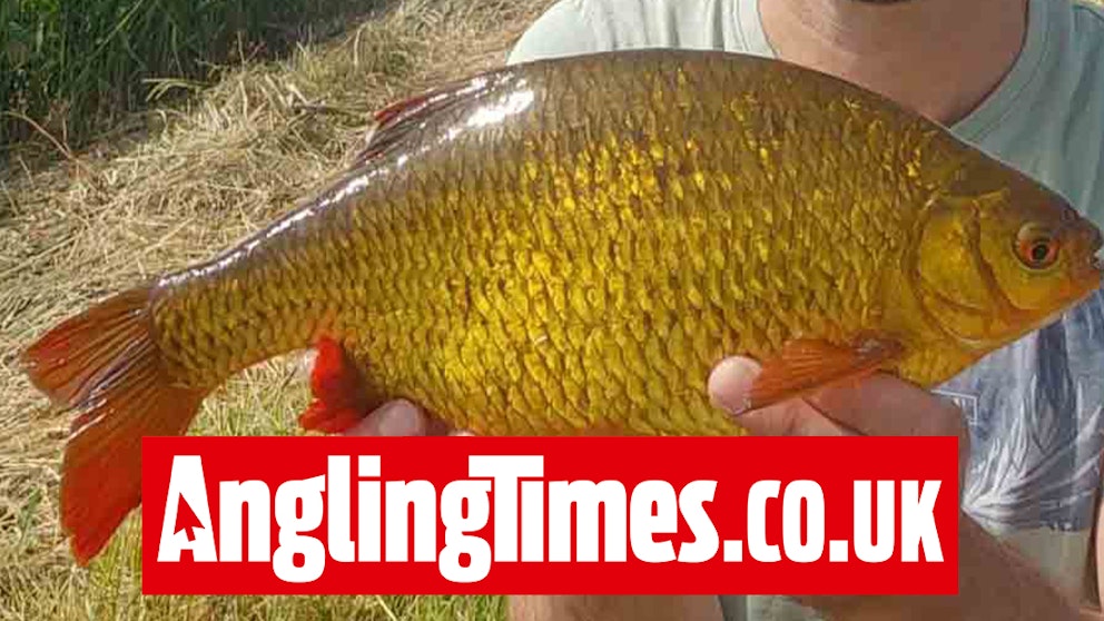 Big Fenland rudd the result of four miles walking and fishing | Angling ...