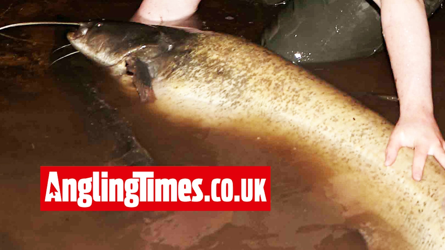 15-year-old angler hooks huge catfish from UK river