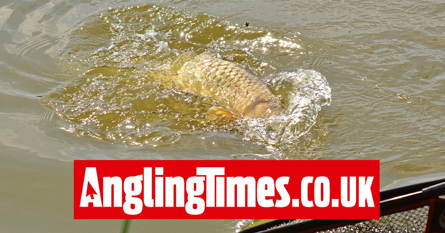 1081lb of carp in six hours obliterates Todber Manor match fishing record