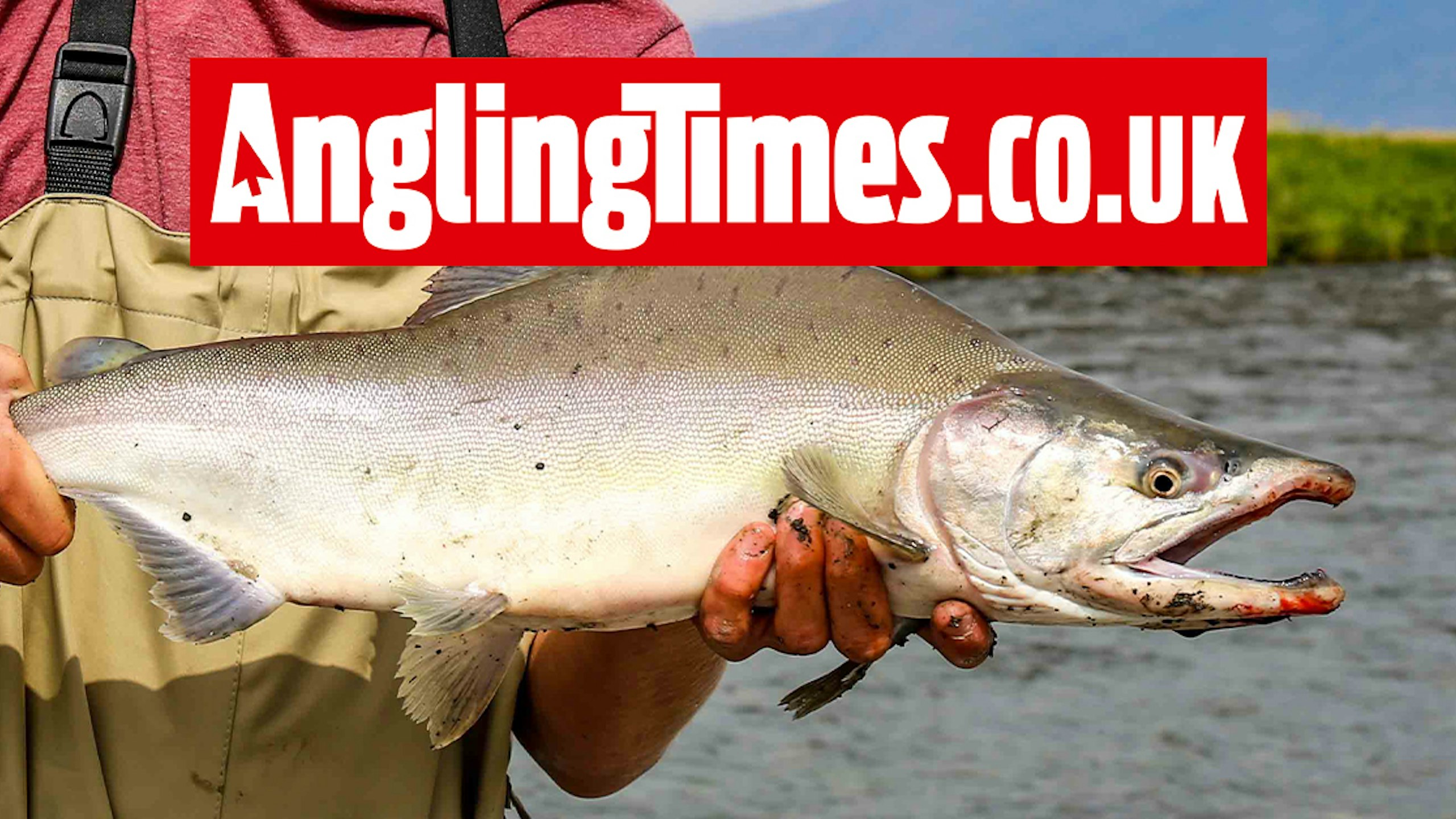 EA gives anglers pink salmon warning
