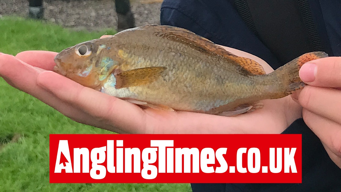 Could this tiny fish have actually been a UK record? | Angling Times