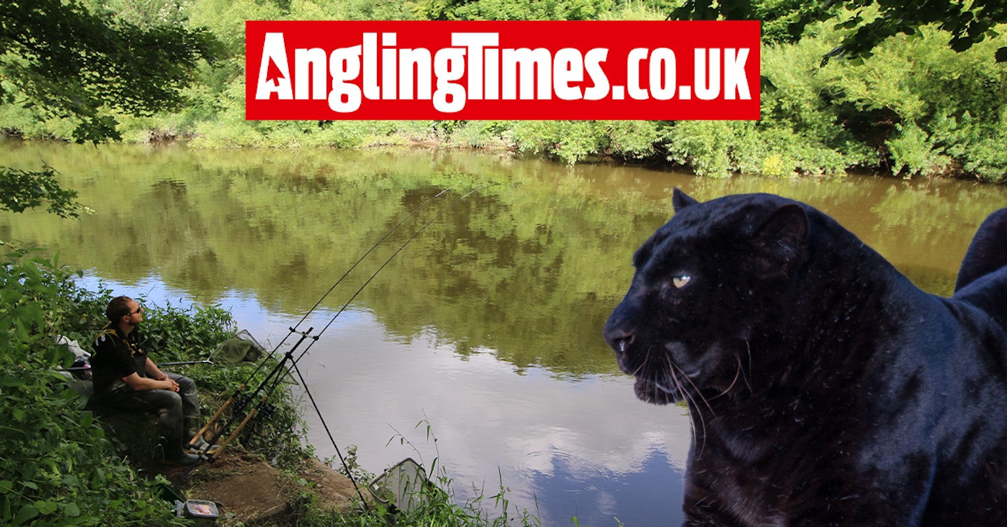 Have anglers encountered big cats in the UK countryside?