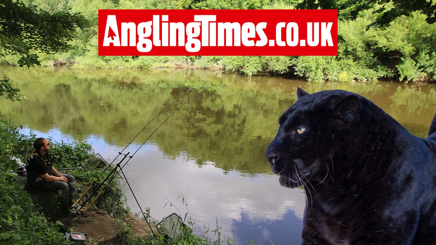 Have anglers encountered big cats in the UK countryside?