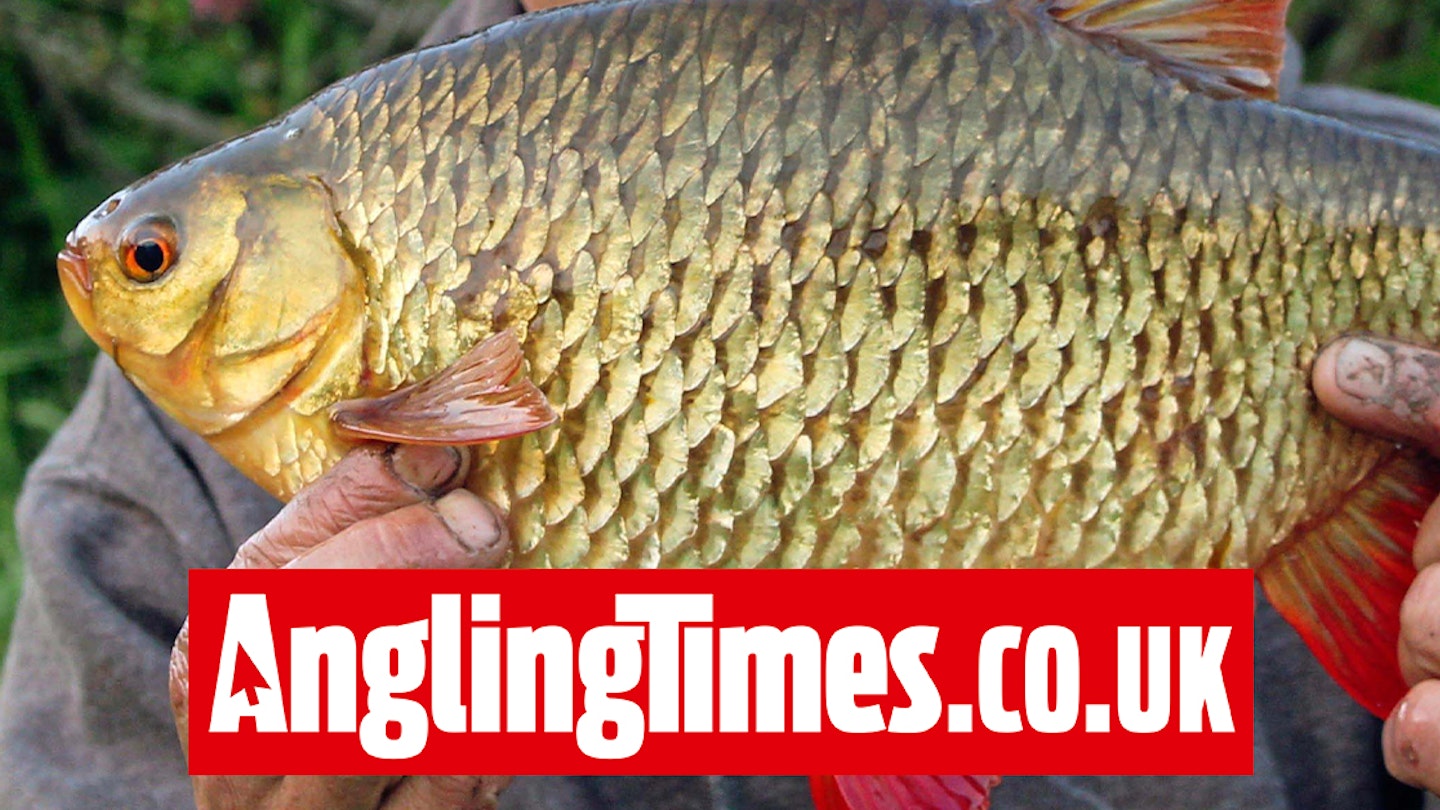 Massive rudd landed on freelined bait | Angling Times