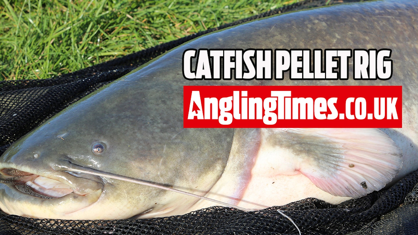A simple pellet rig for big catfish fishing | Angling Times