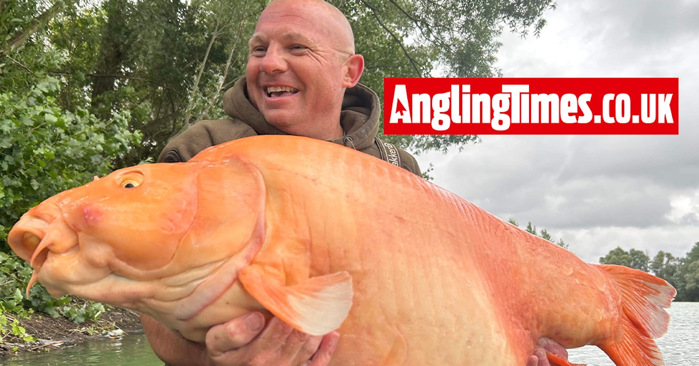 Another UK angler catches the huge 60lb-plus 'goldfish'