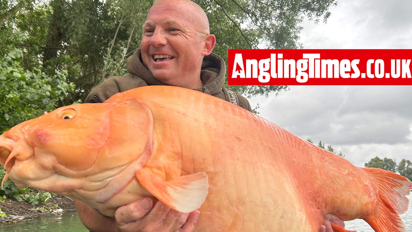 Another UK angler catches the huge 60lb-plus ‘goldfish’