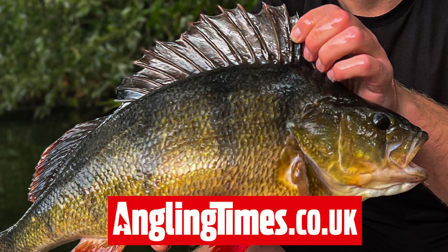 Second enormous perch catch suggests the Thames could produce a British record this winter