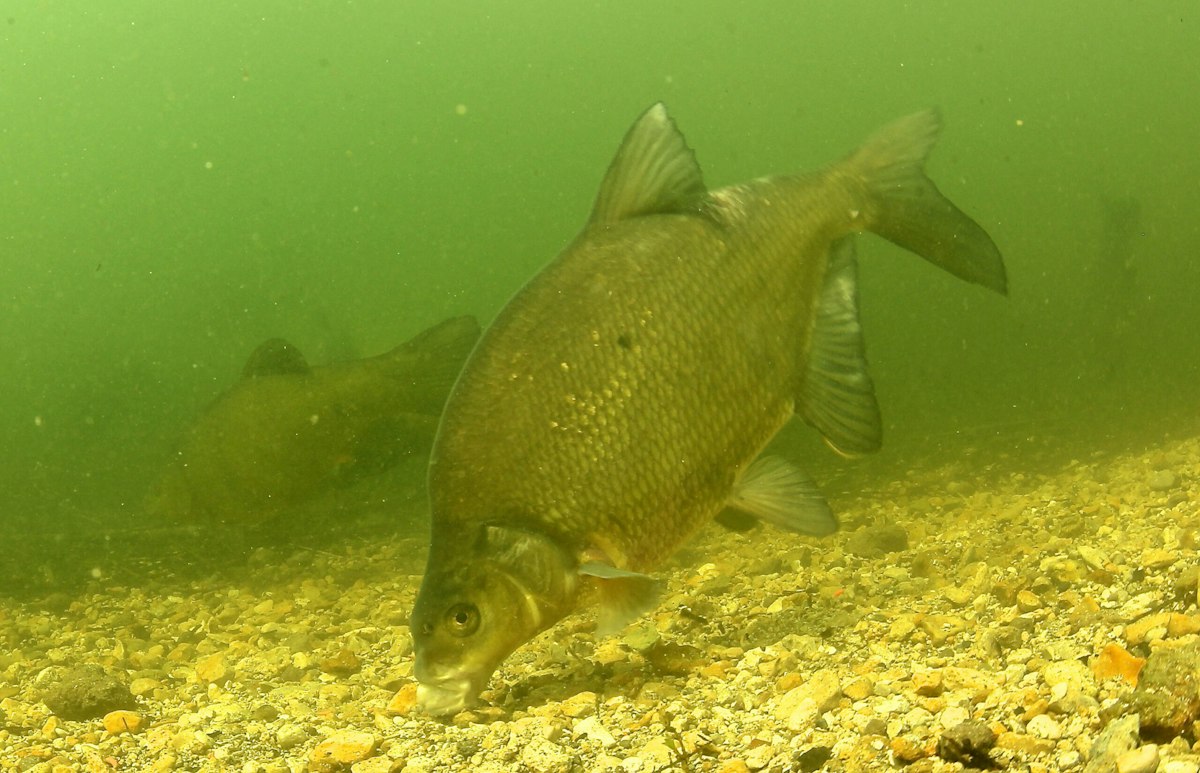 Six tips to catch your biggest bream