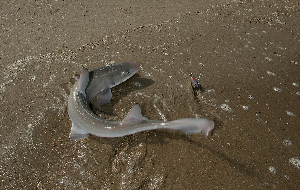 The fish you can catch at your local beach right now…and how to do it ...